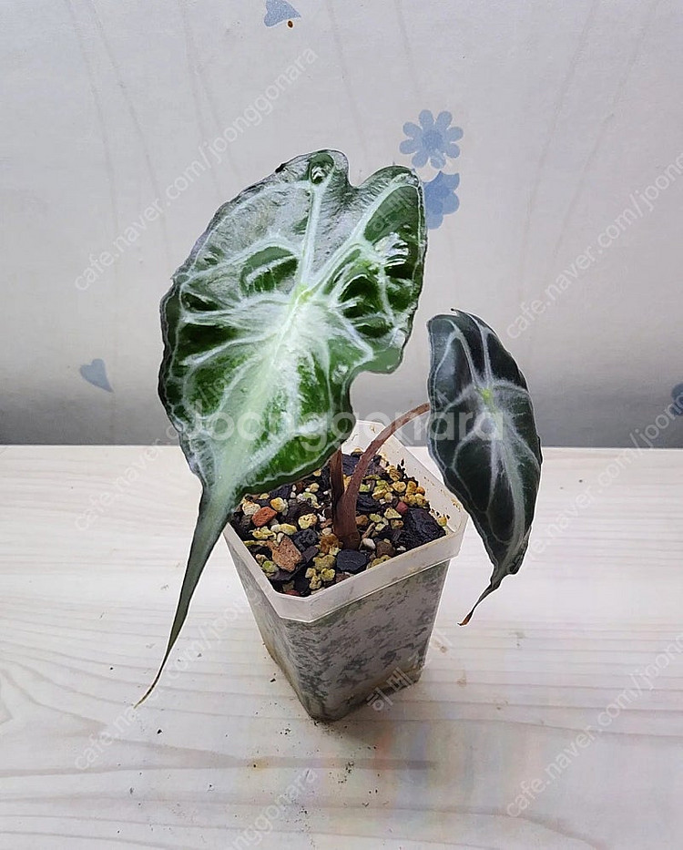 옐로우히메,베놈,화이트민트히메,무늬히메,풀민트히메,실버클라우드 등등 여러 희귀식물 분양해요--0